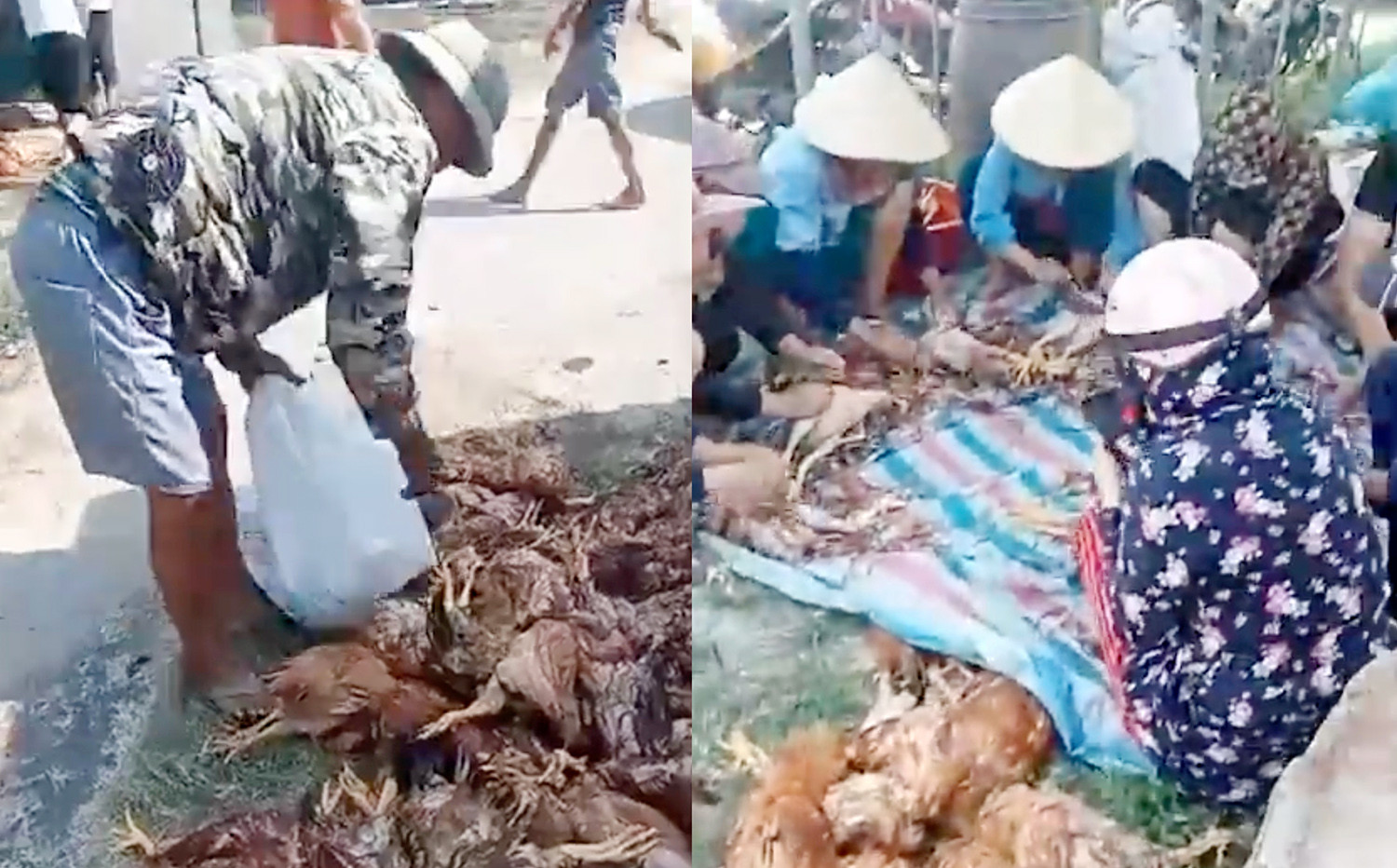 Mất điện đột ngột lúc nắng nóng, trang trại thiệt hại gần 1.000 con gà-3