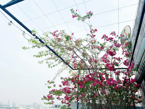 Tiểu thư miền Tây xinh đẹp lấy nhạc sĩ đình đám khoe khu vườn trên cao đẹp như mơ, view đã mắt-5