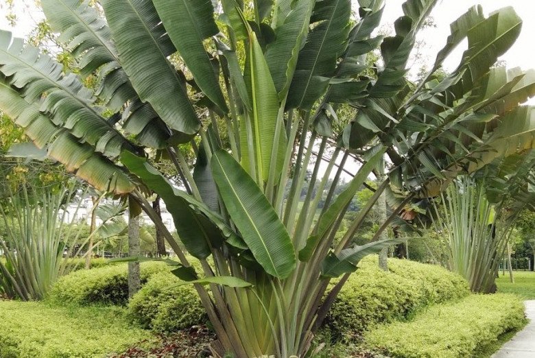 3 cây này trồng trước nhà dễ gặp họa, chuyển ra sau nhà con cháu đời đời hưởng phúc-1