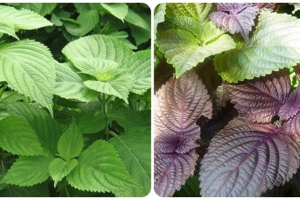 Lá tía tô và lá kinh giới có tác dụng gì?-1