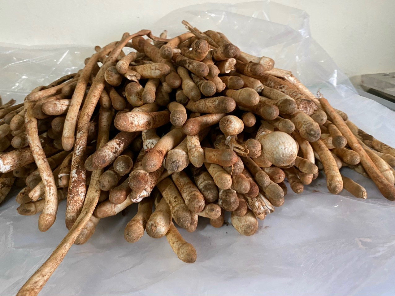 Trời mưa mới được ăn nấm mối, 1 triệu đồng/kg vẫn hết sạch-2