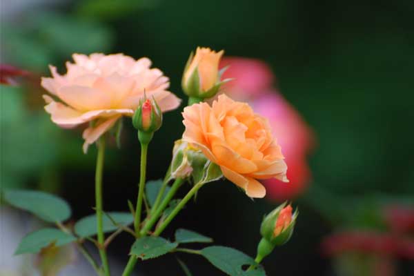 Người có giờ sinh này, ra cửa gặp quý nhân, phúc khí thịnh vượng, cuối đời sung túc-1