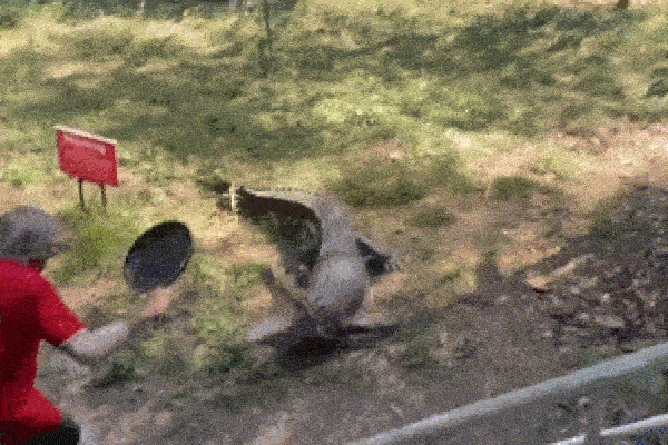 Clip: Bị tấn công, người đàn ông cầm chảo đập thẳng vào đầu cá sấu