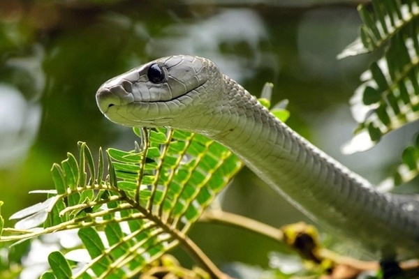 Đi bộ trong xóm, bé trai 8 tuổi bị rắn độc cắn-1