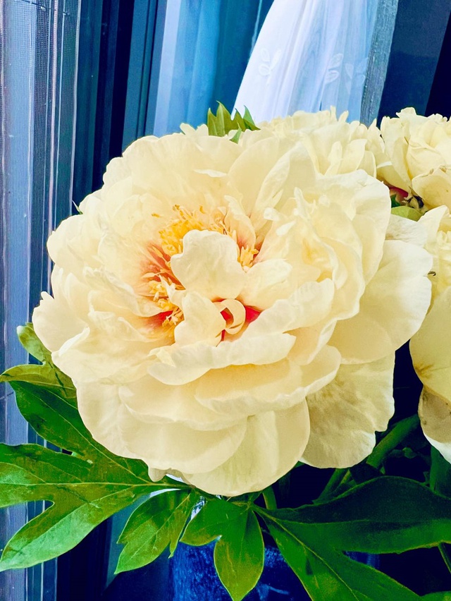 Lên chức to, ở tuổi 50 MC Diễm Quỳnh sống hạnh phúc bên các con gái trong căn nhà luôn rực rỡ sắc hoa-6