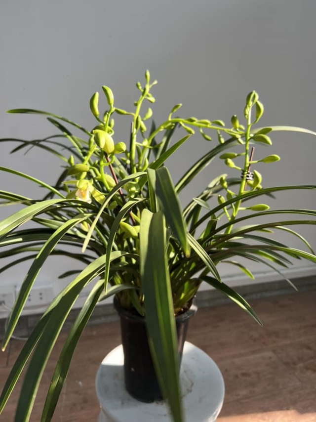 Lên chức to, ở tuổi 50 MC Diễm Quỳnh sống hạnh phúc bên các con gái trong căn nhà luôn rực rỡ sắc hoa-16