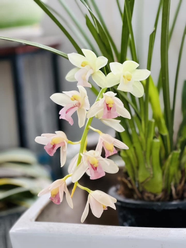 Lên chức to, ở tuổi 50 MC Diễm Quỳnh sống hạnh phúc bên các con gái trong căn nhà luôn rực rỡ sắc hoa-18