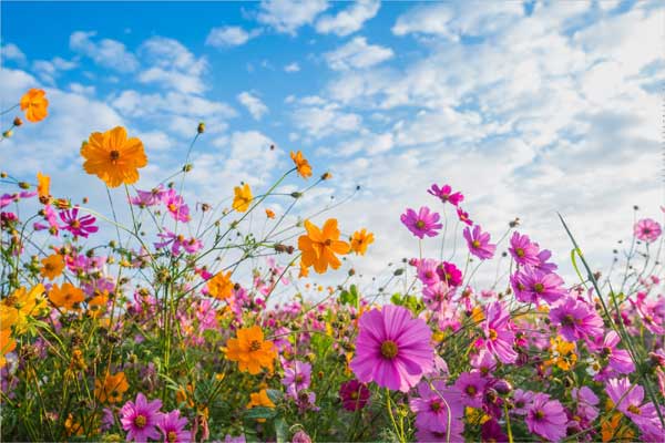 3 con giáp dám dũng cảm đương đầu, làm đâu thắng đó, thăng tiến nhanh trong nghịch cảnh-3