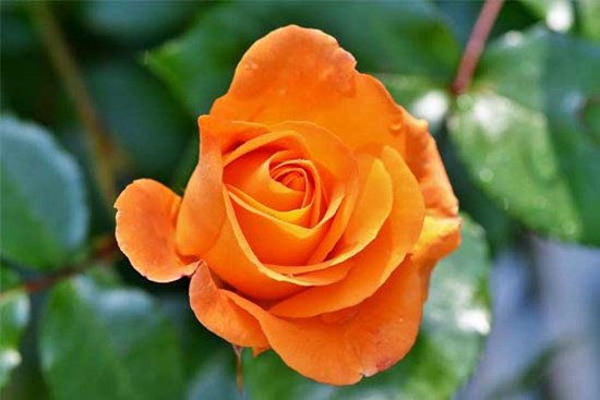 3 con giáp dám dũng cảm đương đầu, làm đâu thắng đó, thăng tiến nhanh trong nghịch cảnh