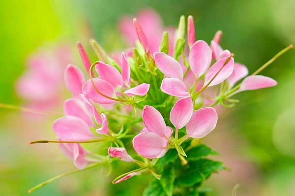 Ai sinh tháng Âm lịch này đường đời thuận buồm xuôi gió, năm nay sự nghiệp thành danh, tiền tài dư dả-5