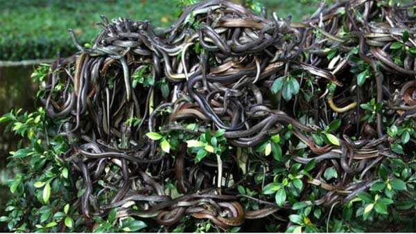 Hòn đảo có hàng trăm nghìn con rắn độc, nơi loài người không dám đặt chân-2