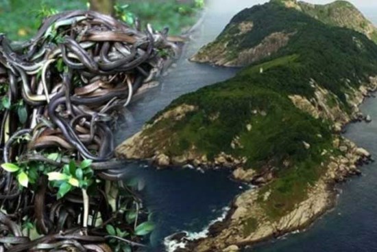 Hòn đảo có hàng trăm nghìn con rắn độc, nơi loài người không dám đặt chân