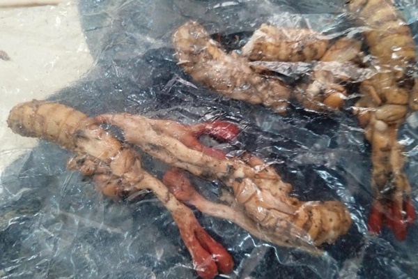 Đông trùng hạ thảo bổ dưỡng nhưng đại kỵ với 5 nhóm người sau-2