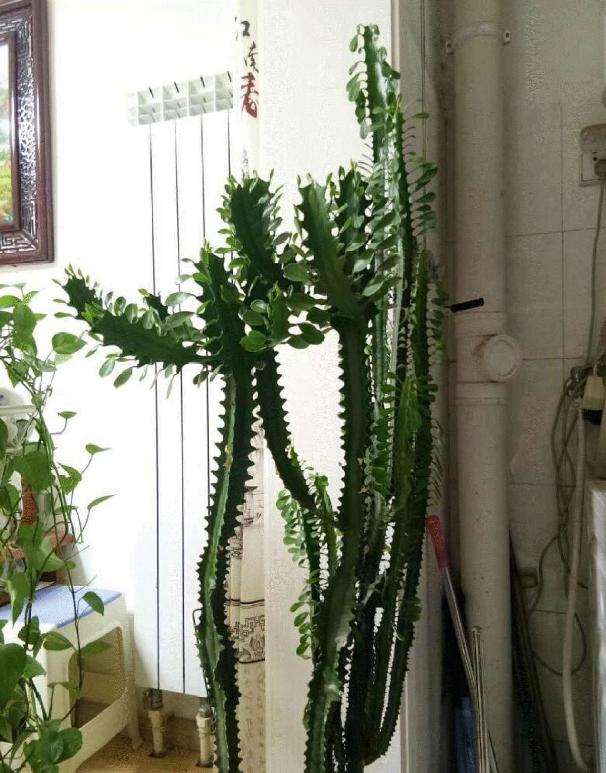 Một loại cây cảnh cát tường, chịu hạn tốt, dáng chọc trời, trồng trong nhà nửa năm đã cao cả mét-5