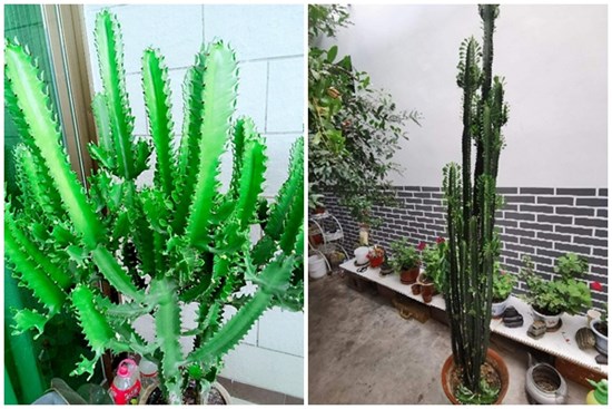 Một loại cây cảnh 