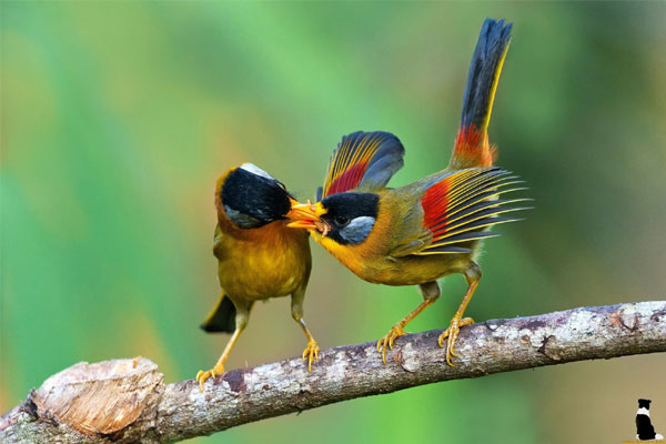 Tử vi ngày 7/6/2023 của 12 cung hoàng đạo: Cự Giải tài chính khởi sắc, Bảo Bình nhạy cảm-5