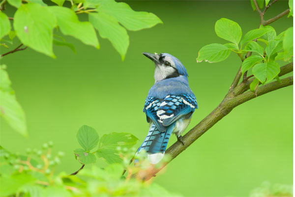 Ai sinh tháng Âm lịch này đường đời thuận buồm xuôi gió, năm nay sự nghiệp thành danh, tiền tài dư dả-3