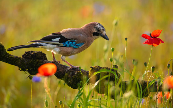 Ai sinh tháng Âm lịch này đường đời thuận buồm xuôi gió, năm nay sự nghiệp thành danh, tiền tài dư dả-4