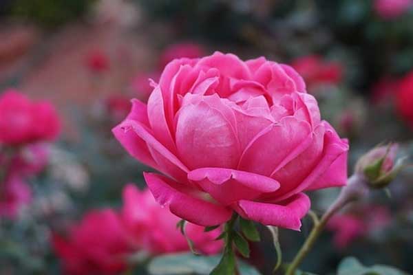 Tử vi ngày 8/6/2023: Tuổi Sửu thích ứng nhanh chóng, tuổi Ngọ tràn đầy động lực-4