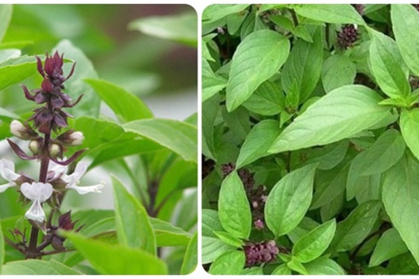 Cách sử dụng lá húng quế tốt cho sức khỏe-1