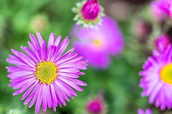 Tử vi ngày 8/6/2023: Tuổi Sửu thích ứng nhanh chóng, tuổi Ngọ tràn đầy động lực