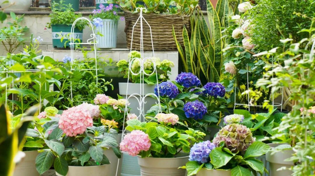 Khu vườn 20m² phủ kín hoa trên sân thượng của cô gái 9x-1