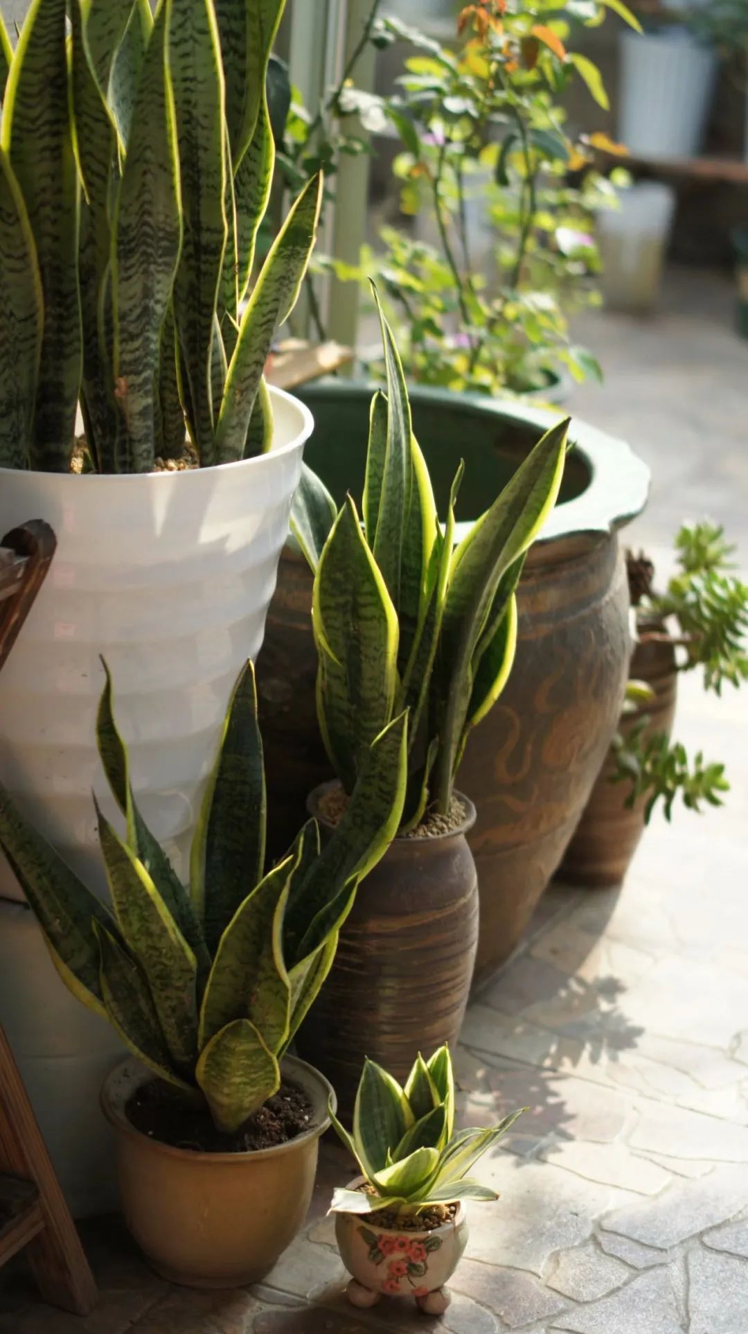 Khu vườn 20m² phủ kín hoa trên sân thượng của cô gái 9x-4