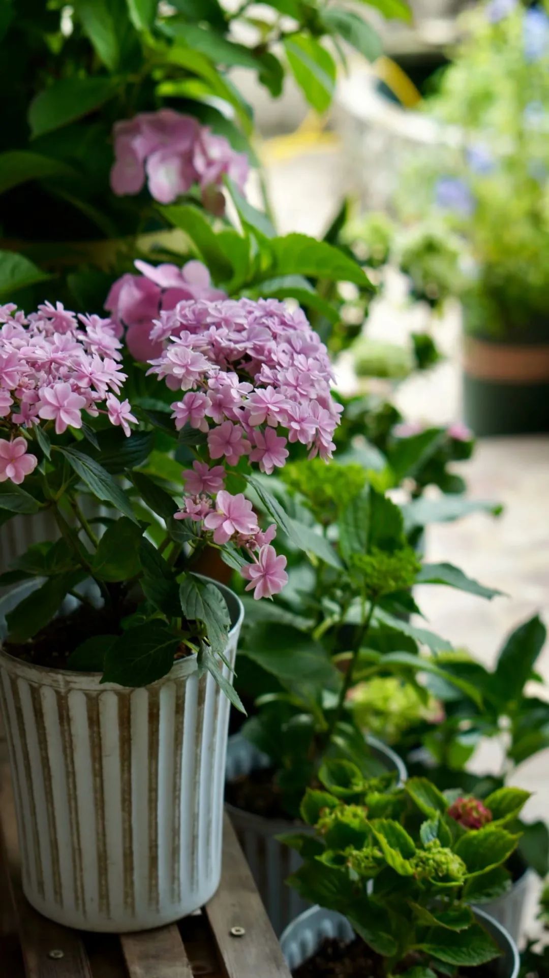 Khu vườn 20m² phủ kín hoa trên sân thượng của cô gái 9x-5