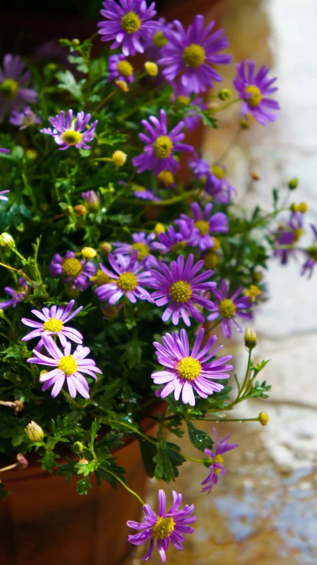 Khu vườn 20m² phủ kín hoa trên sân thượng của cô gái 9x-6