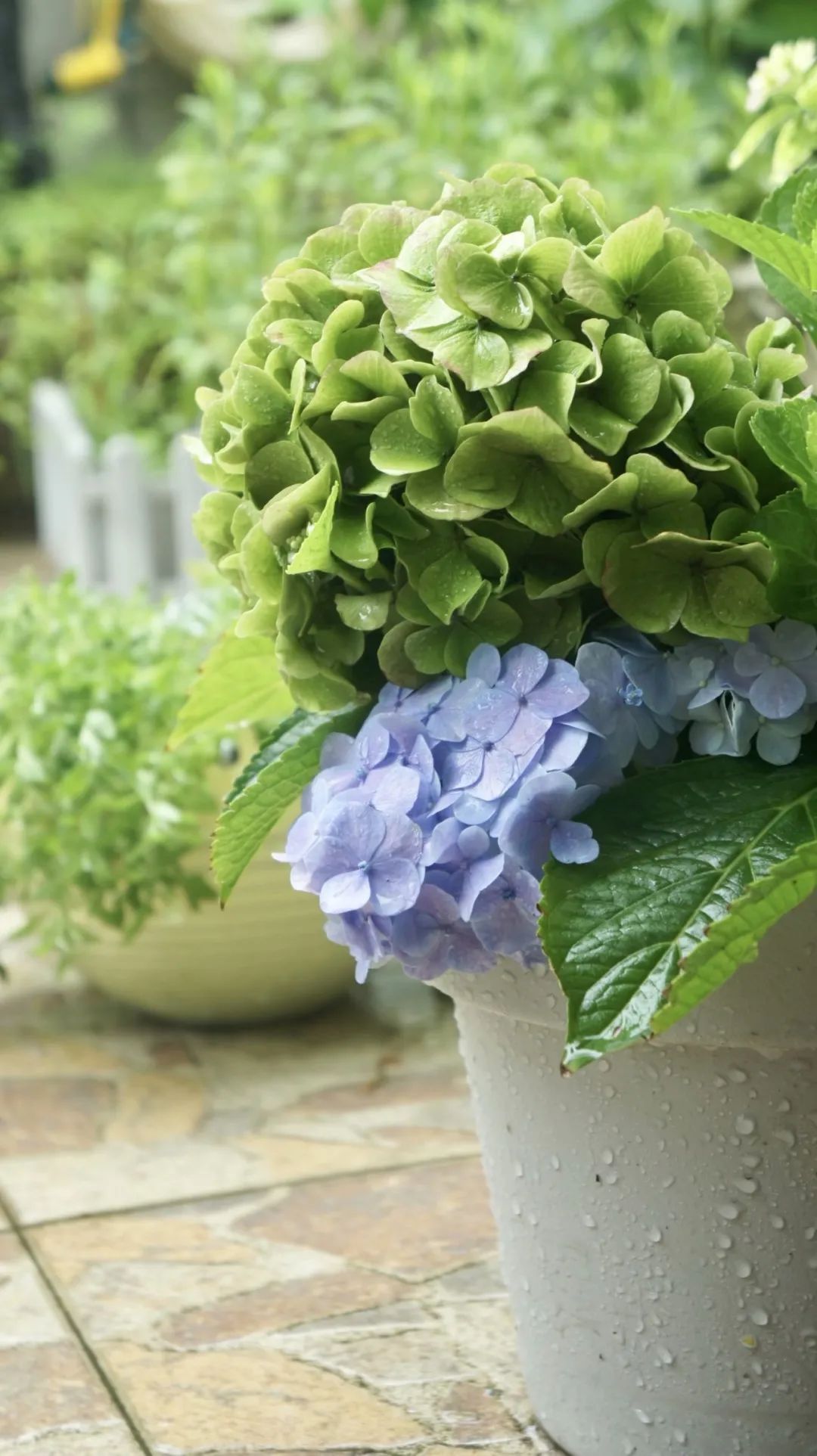 Khu vườn 20m² phủ kín hoa trên sân thượng của cô gái 9x-7