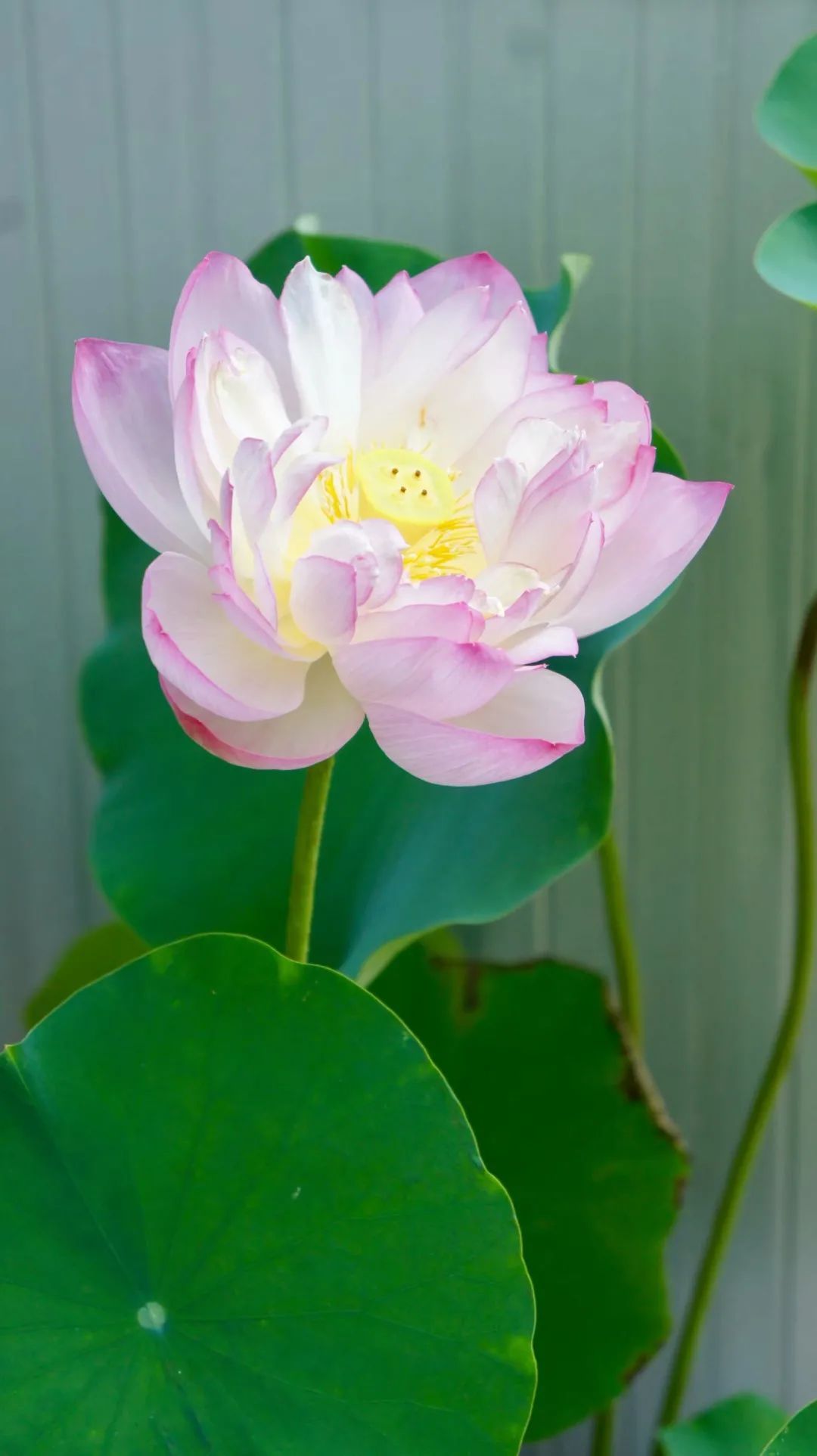 Khu vườn 20m² phủ kín hoa trên sân thượng của cô gái 9x-8