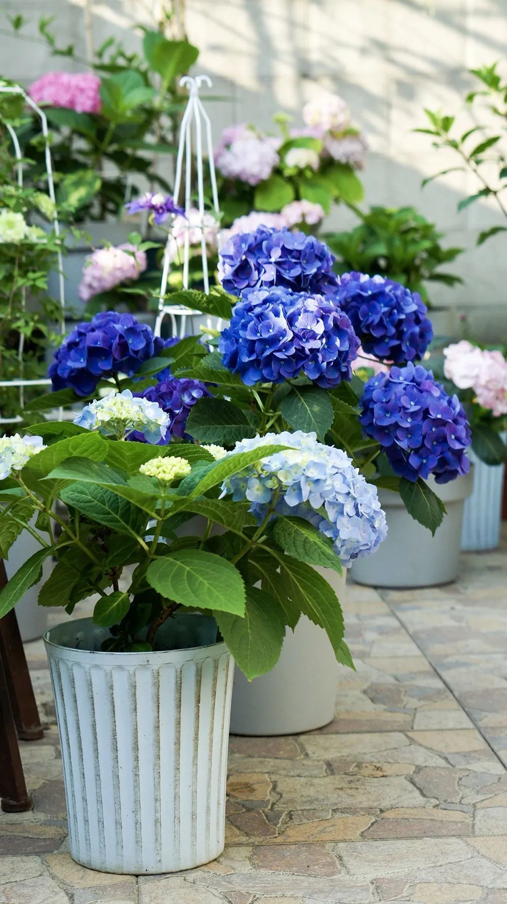 Khu vườn 20m² phủ kín hoa trên sân thượng của cô gái 9x-9