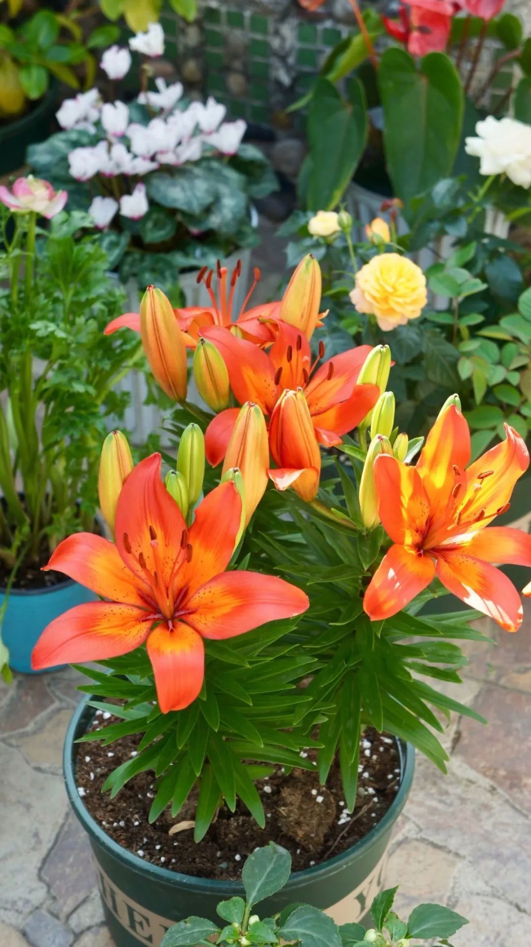 Khu vườn 20m² phủ kín hoa trên sân thượng của cô gái 9x-10