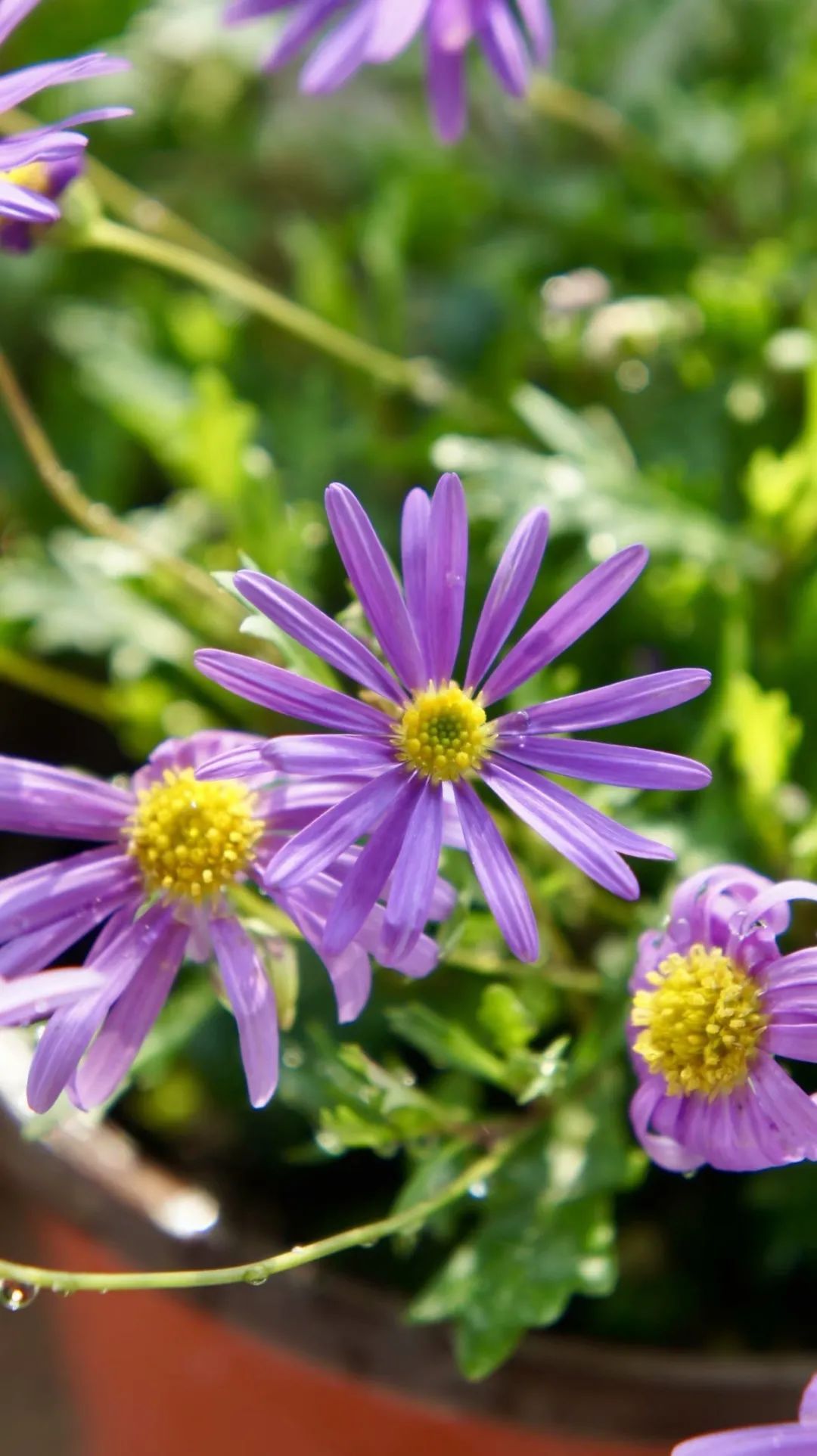 Khu vườn 20m² phủ kín hoa trên sân thượng của cô gái 9x-11