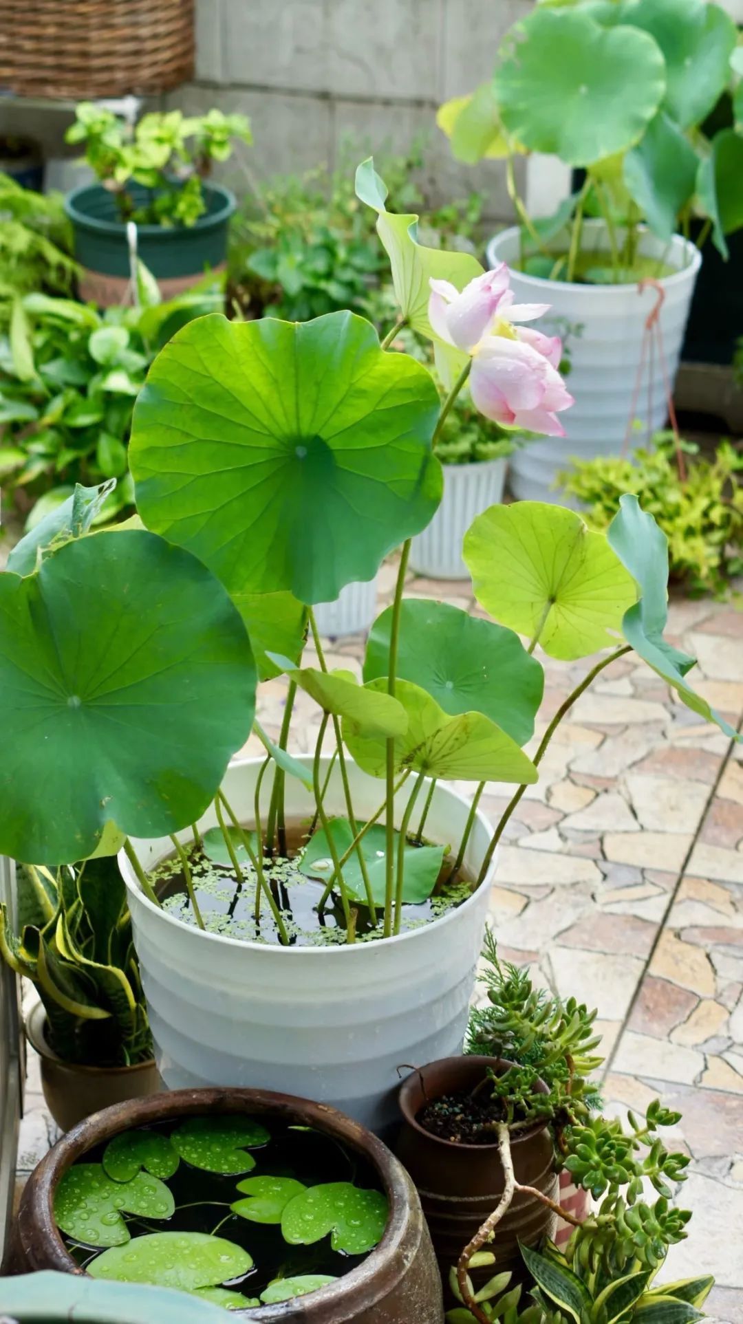 Khu vườn 20m² phủ kín hoa trên sân thượng của cô gái 9x-12