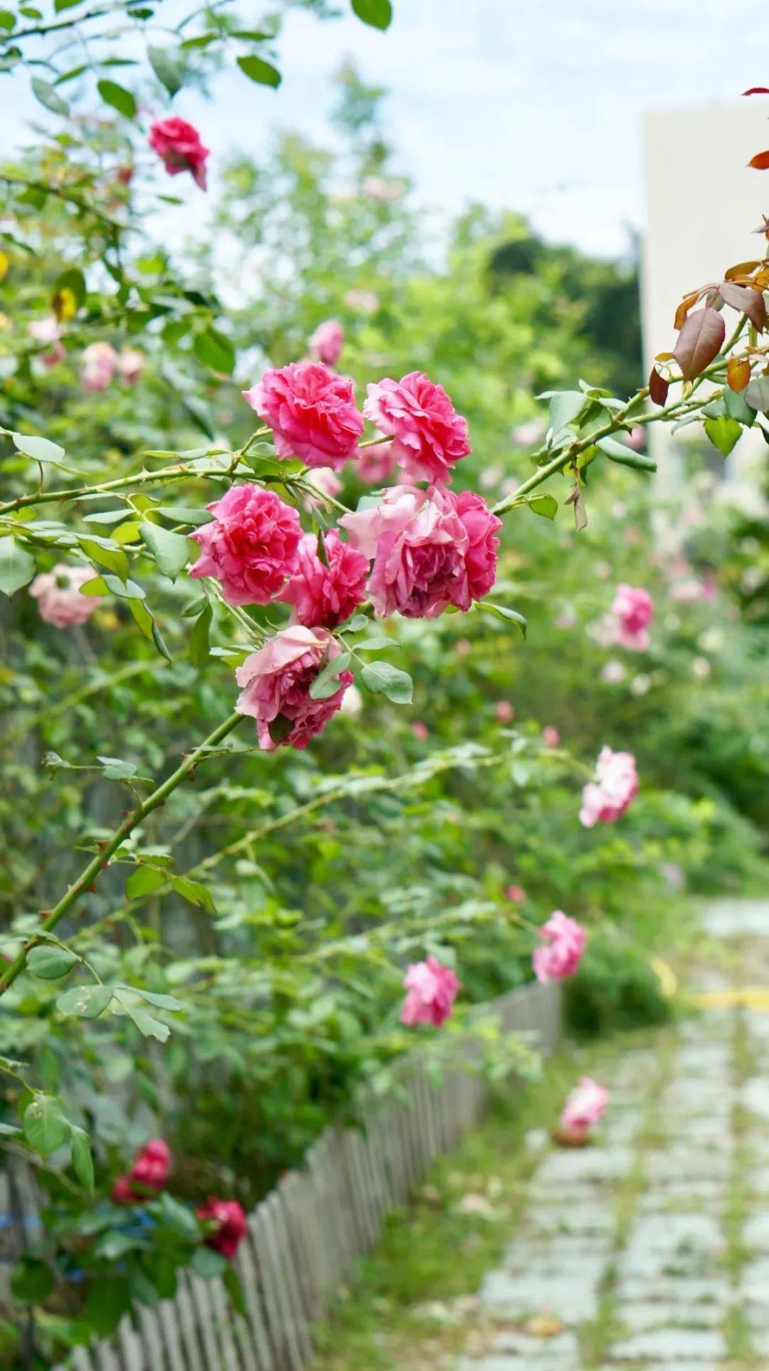 Khu vườn 20m² phủ kín hoa trên sân thượng của cô gái 9x-13