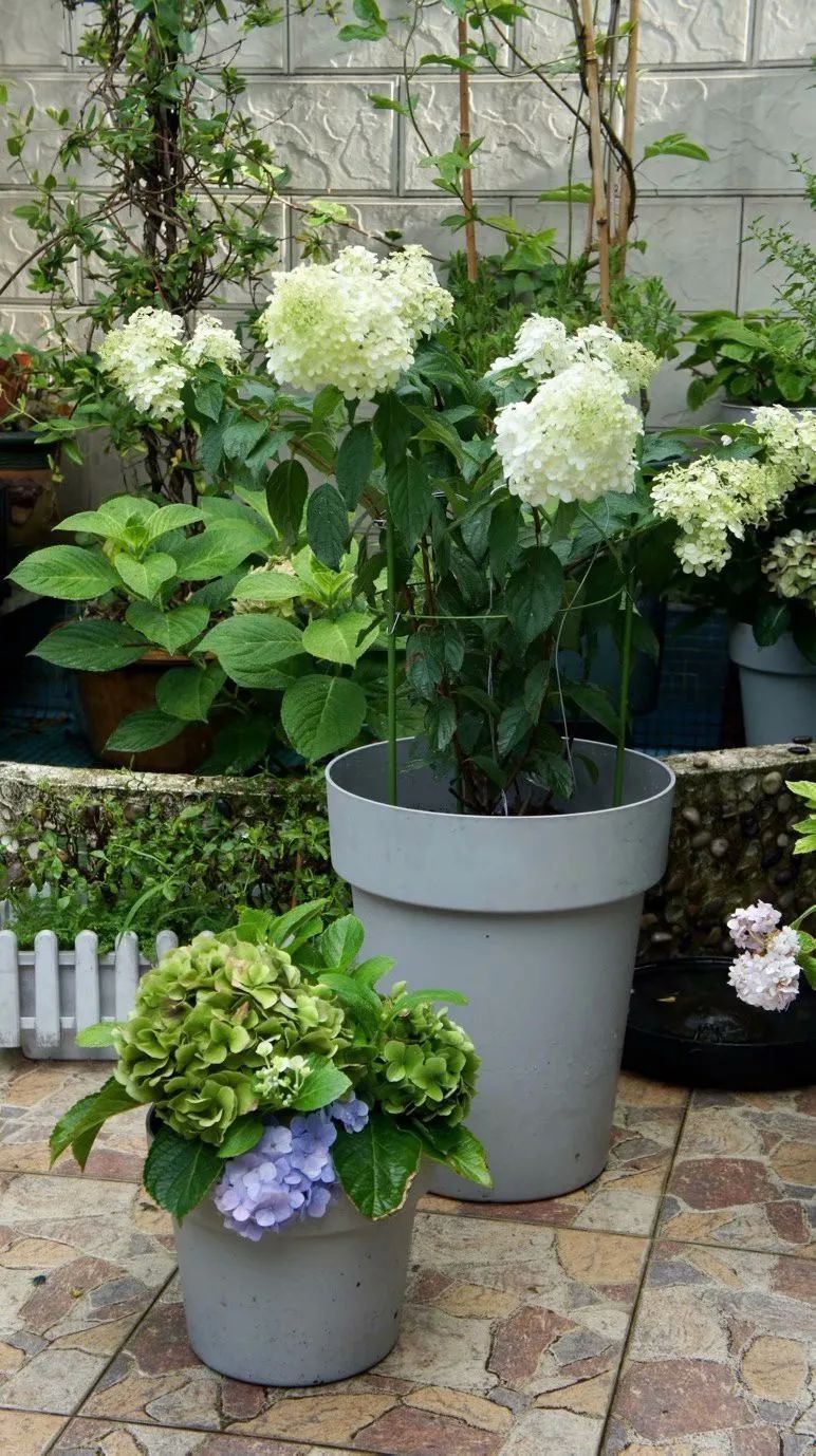 Khu vườn 20m² phủ kín hoa trên sân thượng của cô gái 9x-14