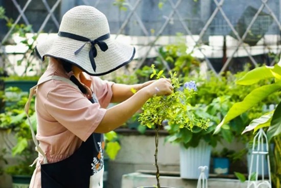 Khu vườn 20m² phủ kín hoa trên sân thượng của cô gái 9x
