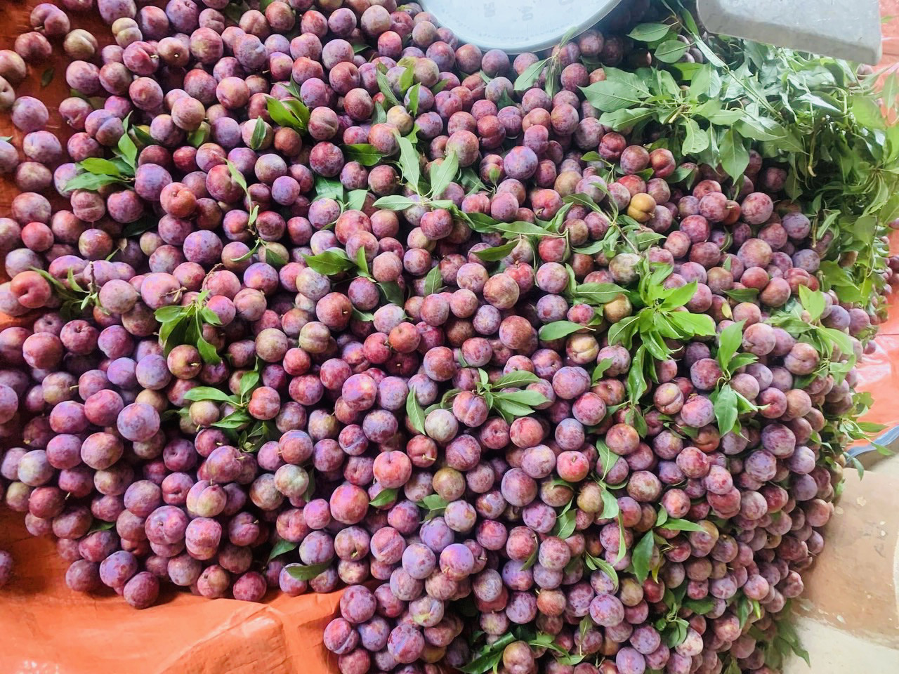 Mận chín đỏ ở vựa trái cây lớn nhất miền Bắc, nông dân thu tiền tỷ-2