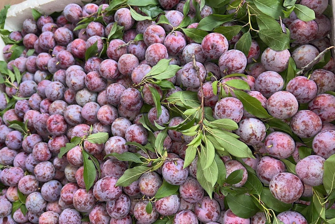 Mận chín đỏ ở vựa trái cây lớn nhất miền Bắc, nông dân thu tiền tỷ-3