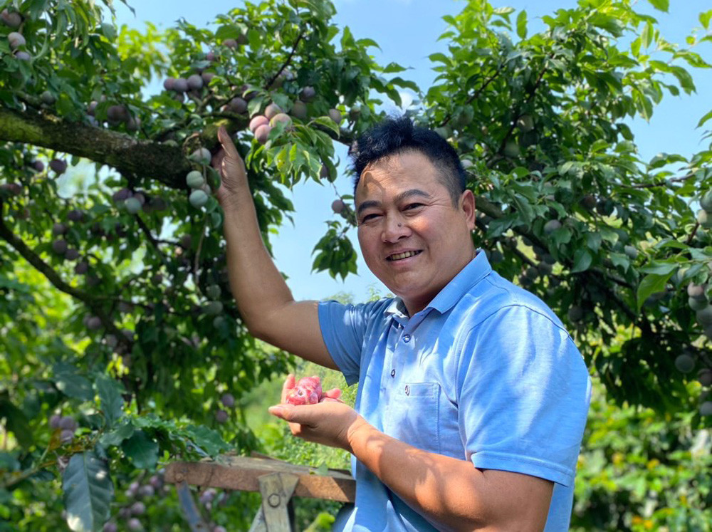 Mận chín đỏ ở vựa trái cây lớn nhất miền Bắc, nông dân thu tiền tỷ-4