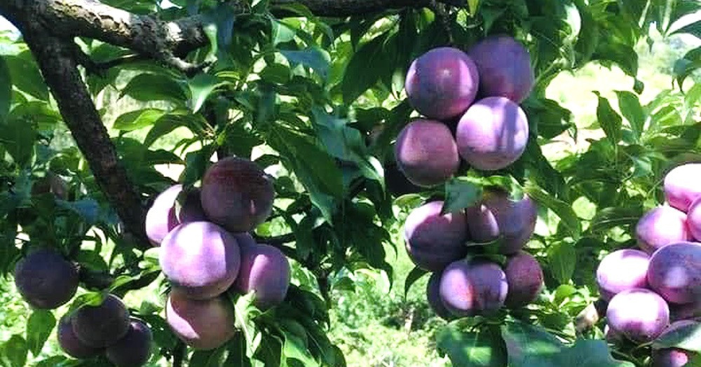Mận chín đỏ ở vựa trái cây lớn nhất miền Bắc, nông dân thu tiền tỷ-1