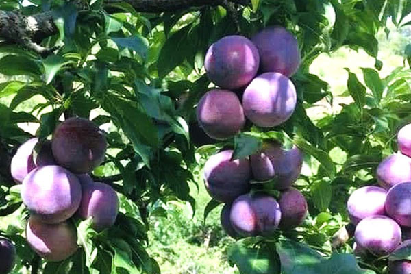 Mận hậu khổng lồ” giá rẻ bất ngờ, chị em mua cả chục cân về ăn dần-3
