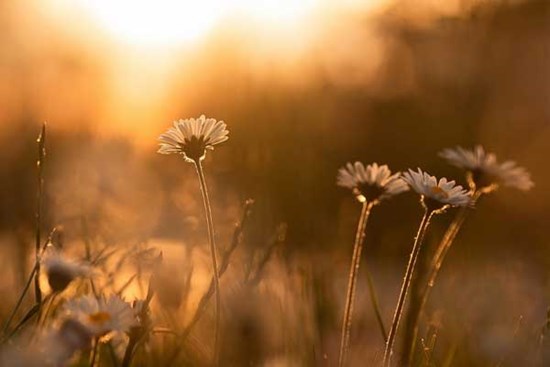 Tử vi ngày 9/6/2023: Tuổi Thìn dễ bị chơi xấu, tuổi Hợi dám nghĩ dám làm