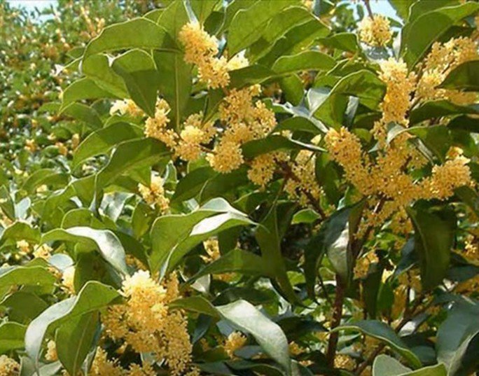 5 loại hoa phú quý” sống lâu hơn cả người, càng già càng có giá, trồng một cây trước nhà làm vật gia truyền-4