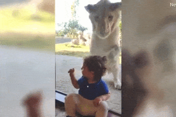 Clip: Bị truy sát, sư tử đực run rẩy ôm cây trốn đàn trâu rừng-1