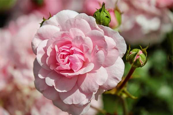 Tử vi ngày 9/6/2023 của 12 cung hoàng đạo: Sư Tử đa nghi, Xử Nữ nhạy bén-1