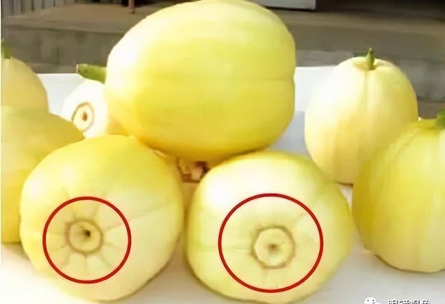 Dưa lê, dưa bở chọn quả rốn to hay rốn nhỏ?-1