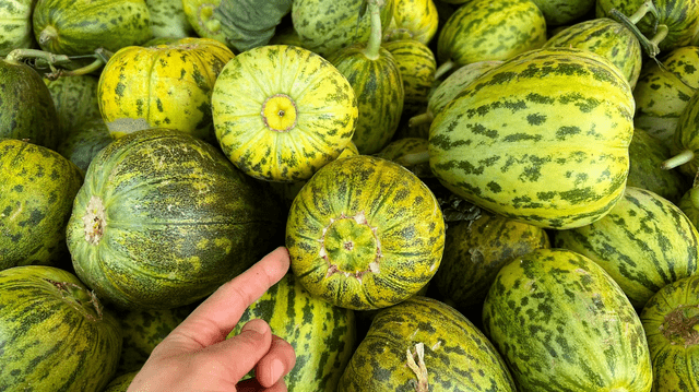 Dưa lê, dưa bở chọn quả rốn to hay rốn nhỏ?-3