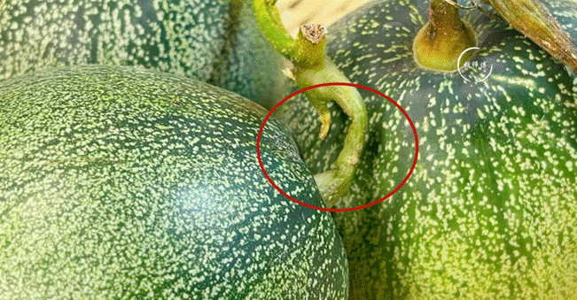 Dưa lê, dưa bở chọn quả rốn to hay rốn nhỏ?-4